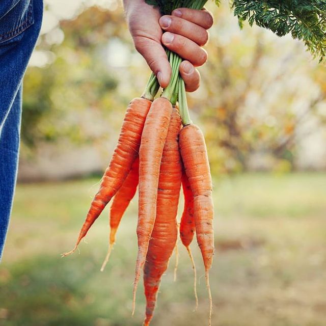 Persona con zanahorias 